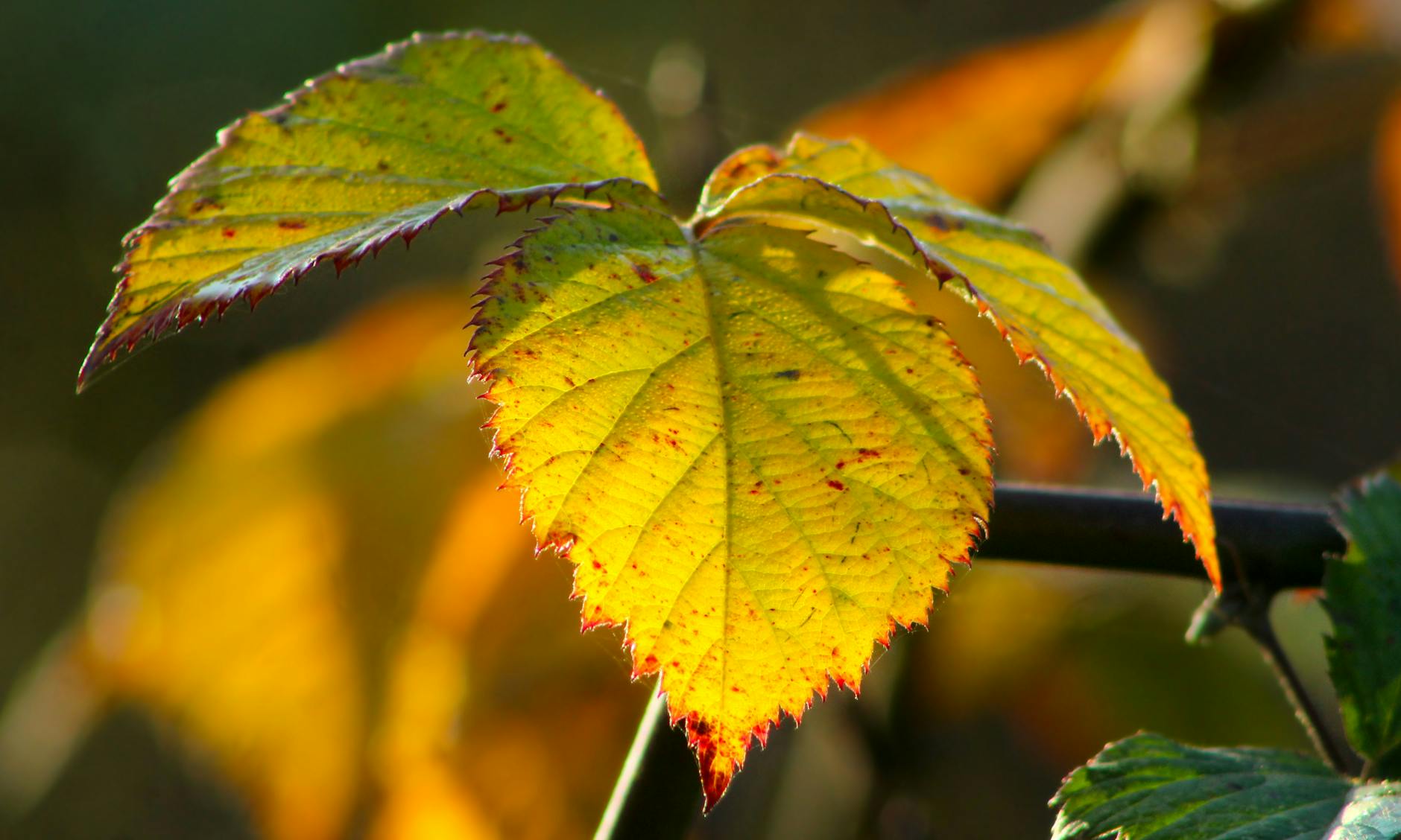 카제나 첫 시즌 발표 총정리: 11월 12일 게임플 뉴스