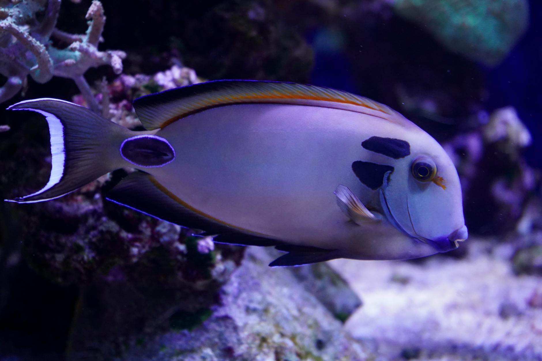 ‘탕웨이 48세 둘째 임신, 김태용과의 행복한 소식과 박찬욱 신작 준비’