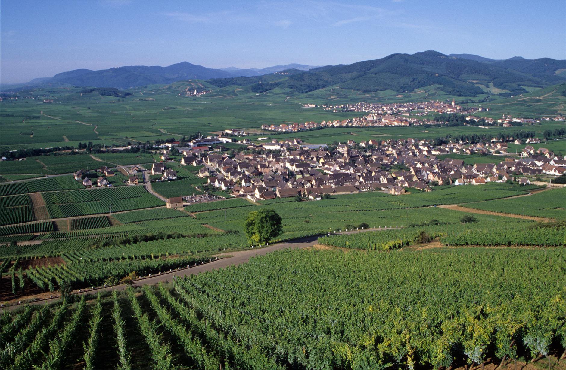 벵거 감독의 토트넘 비판과 유로파 우승팀의 챔스 직행 반대 논란 featured image 156