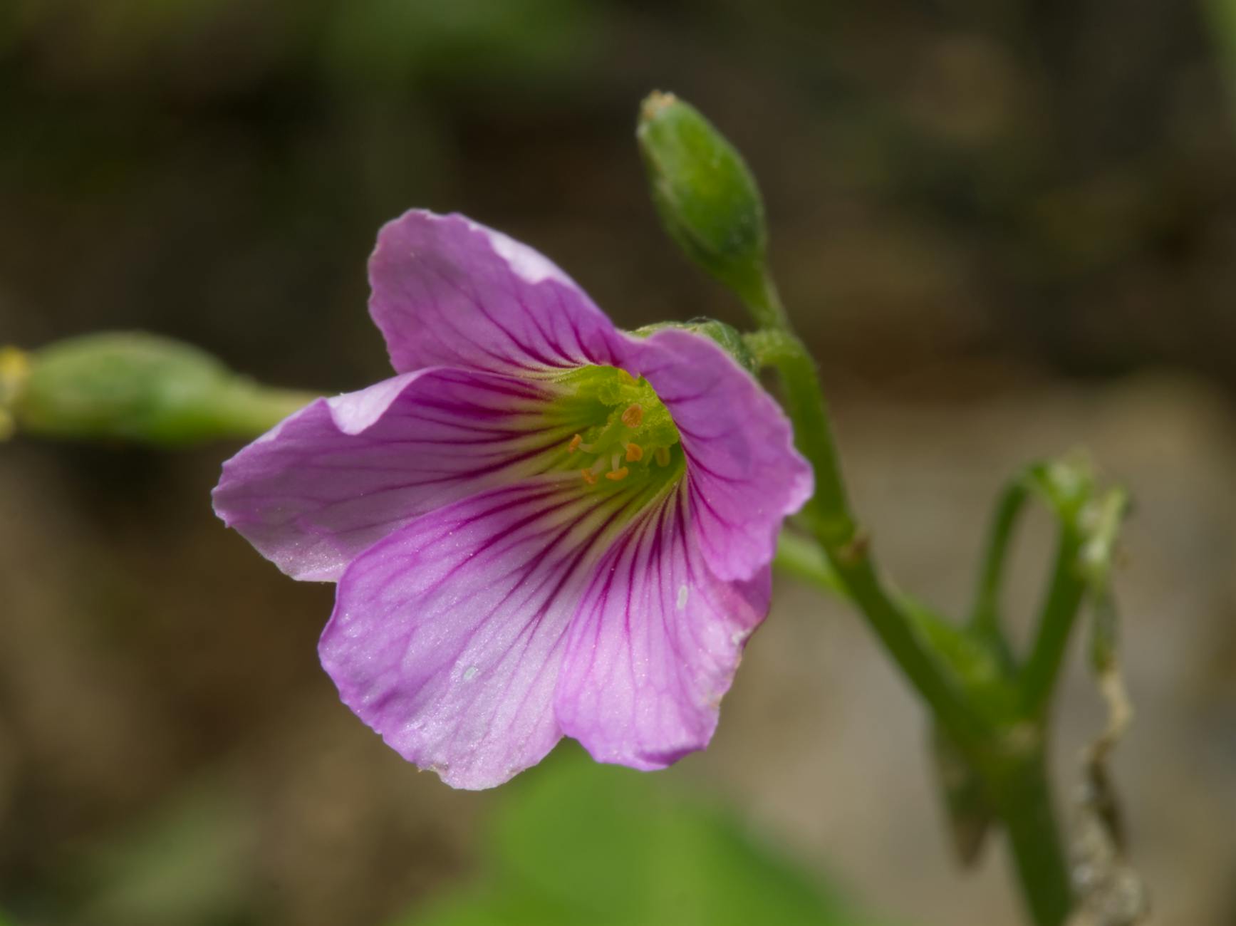 원신 6.5버전 업데이트: 몬드 북부 신규 지역 개방 안내 featured image 216