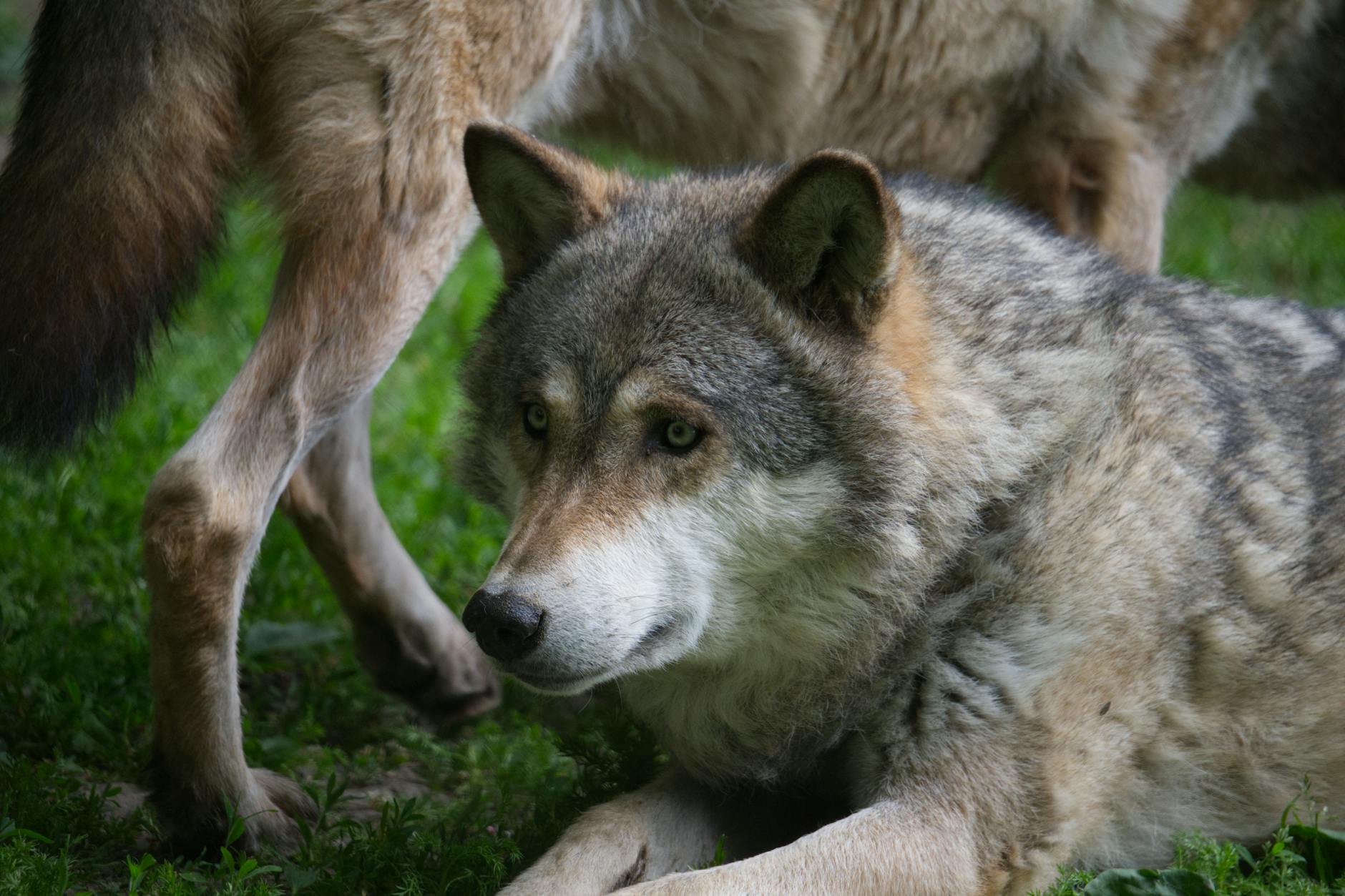 사라진 늑구 수색 장기화, 5일째 행방 묘연한 이유와 대책 featured image 361