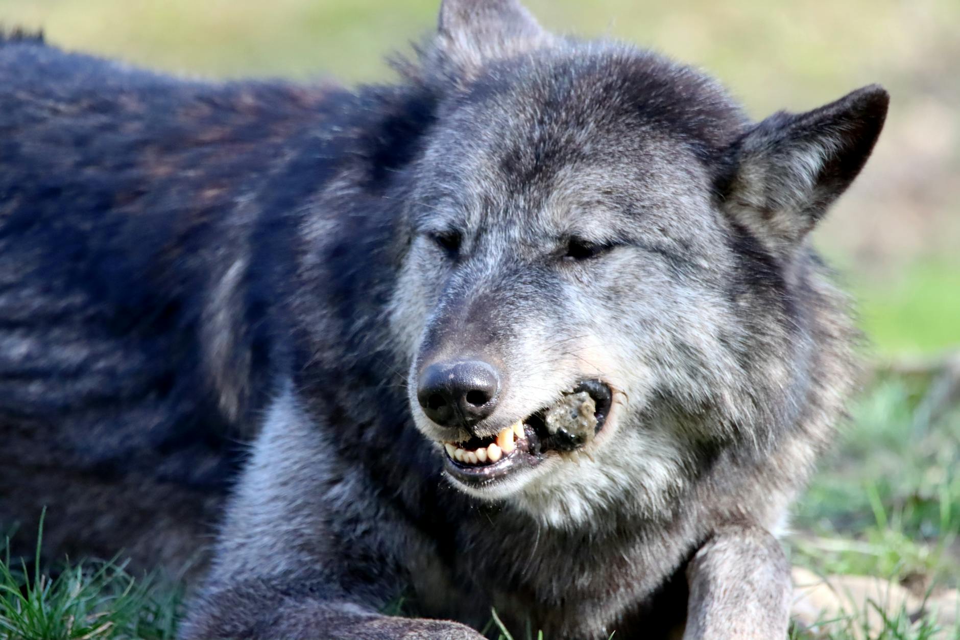 행방묘연 늑구 발견과 생포 대치 상황 분석
