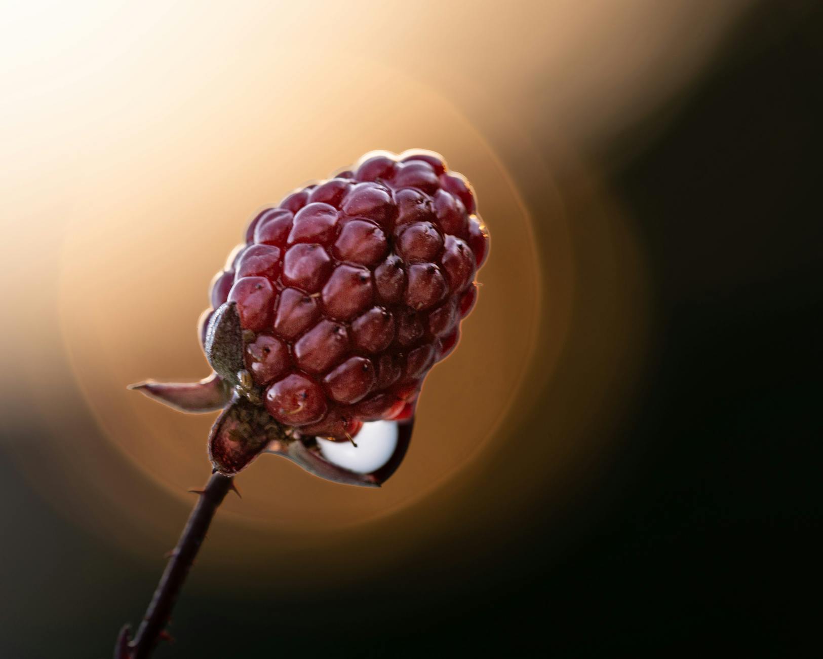 홀베리 유기농 레몬 토마토즙, 올리브영 한정 출시 및 건강 효능