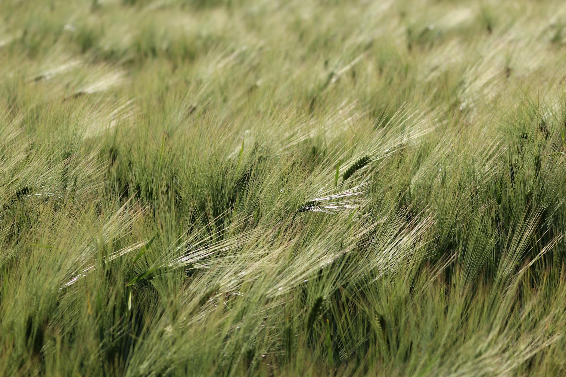 챔피언스리그 8강 2차전: 아틀레티코와 PSG의 승자를 가르다 featured image 445