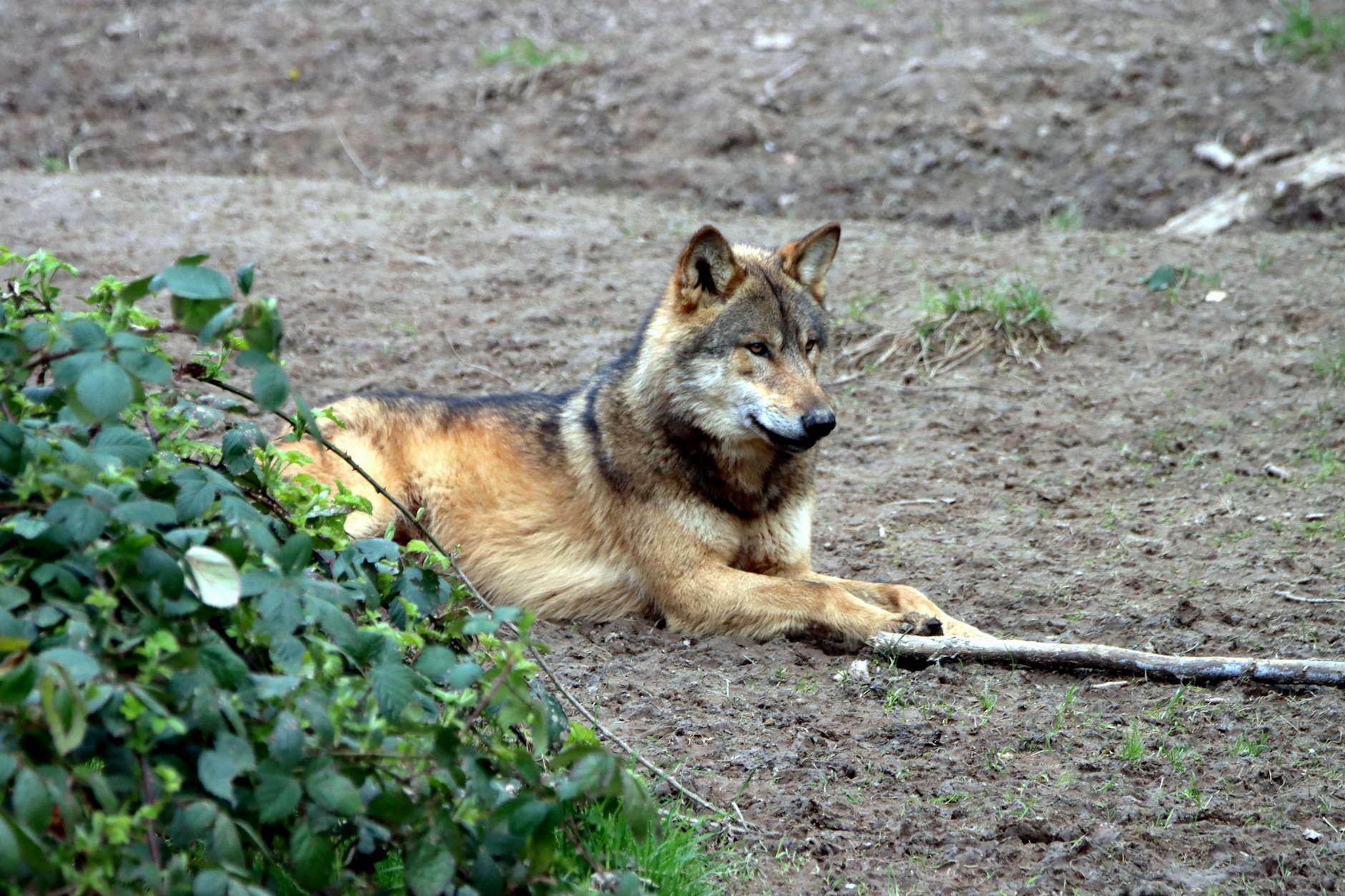 잡히지 않는 늑대 '늑구'와 우리에게 남겨진 환경 보호의 과제 featured image 498