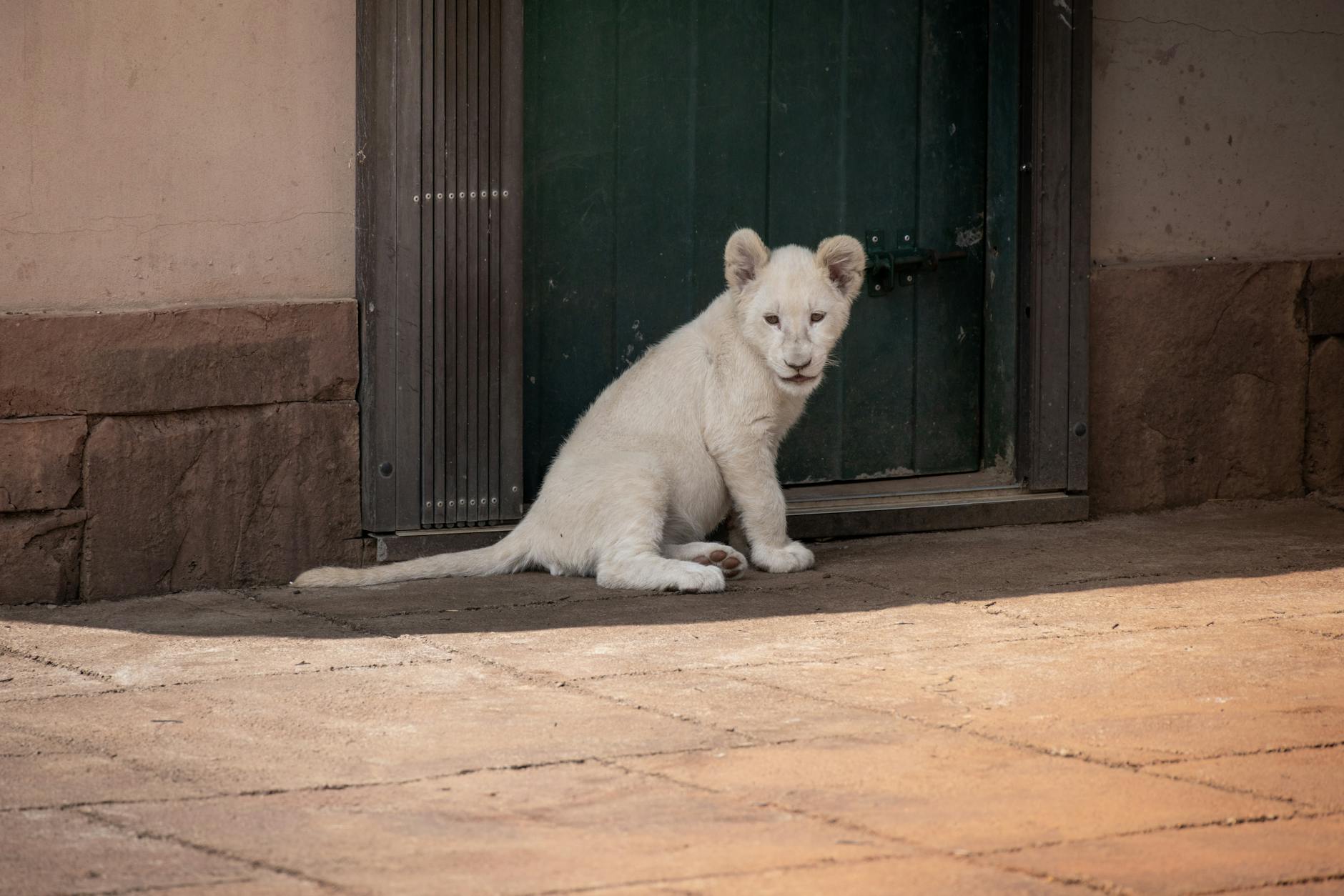 삼성 원태인 하극상 사건: 강민호 해명과 그 배경 분석 featured image 720