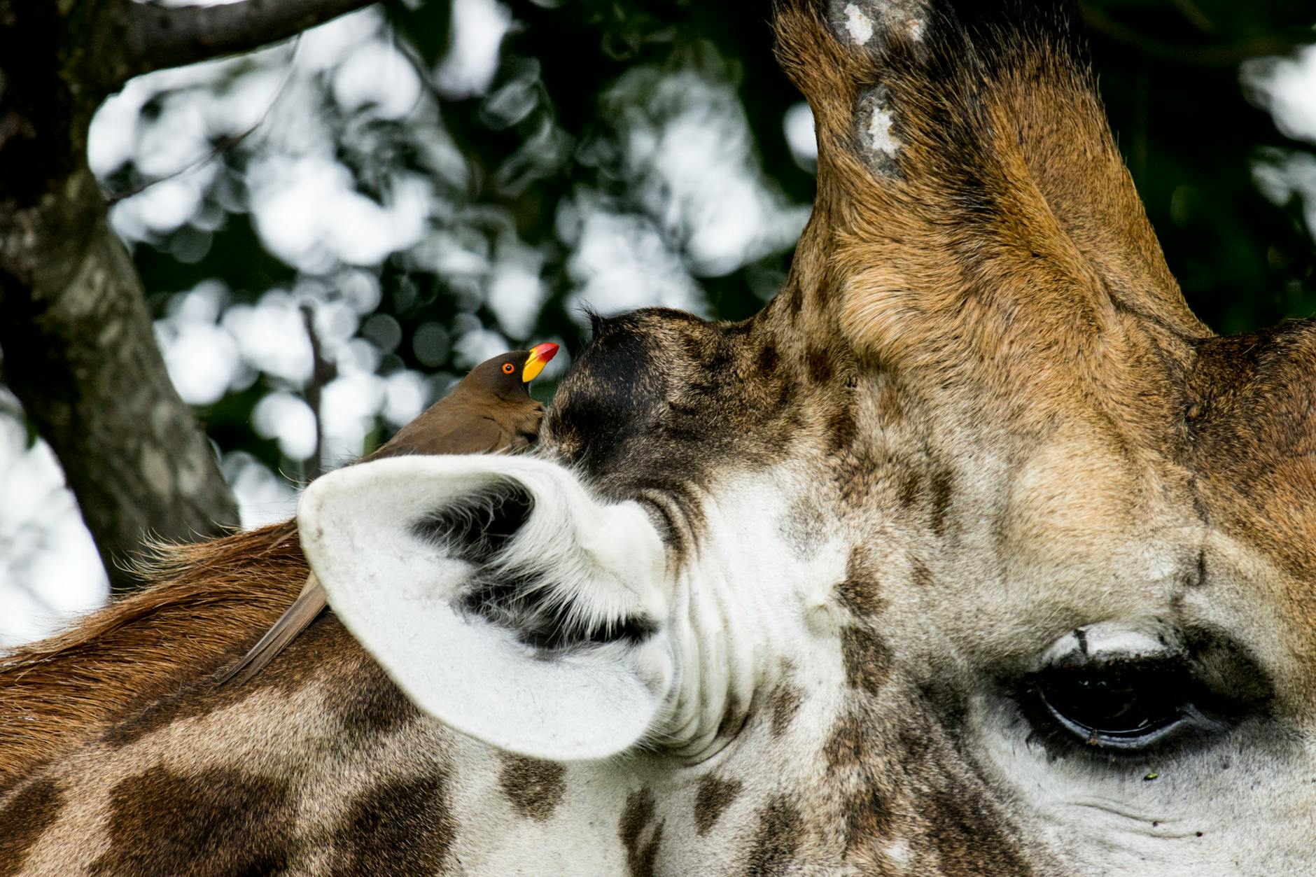 넷플릭스 한국형 영어덜트 호러 시리즈: 공포 장르의 새로운 대세 featured image 923