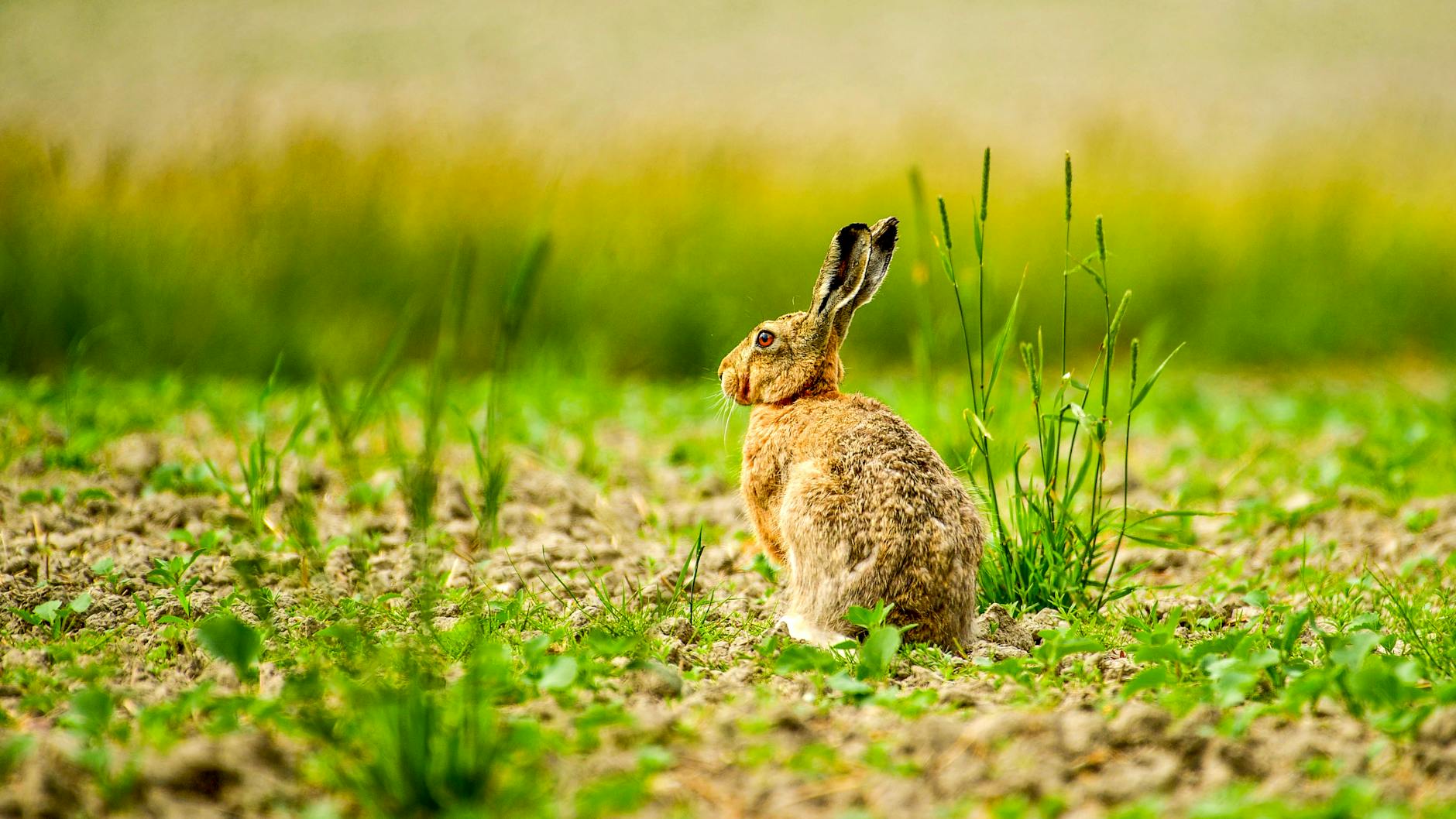 KDCCA, 불법사이트 뉴토끼와 북토끼를 겨냥한 집단소송 시작 featured image 952